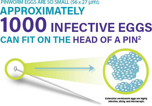 Pinworm eggs are so small; more than 1000 infective eggs would fit on the head of a pin Pinworm eggs are so small; more than 1000 infective eggs would fit on the head of a pin